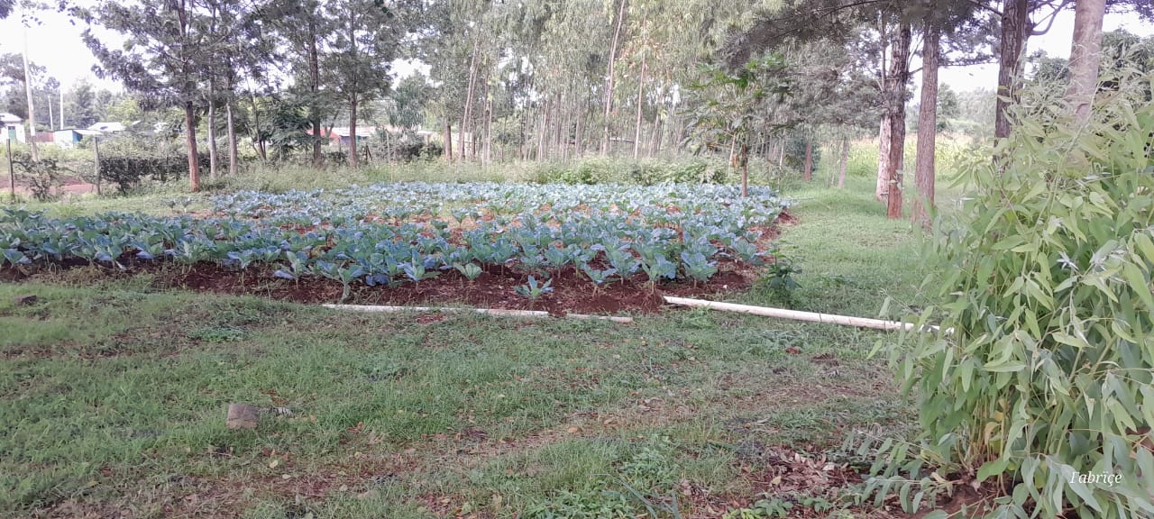 Kales Farming Project
